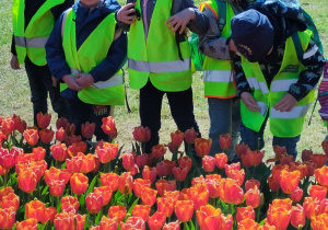 dzieci oglądają dywan z tulipanów