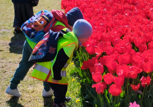 Dzieci wąchają tulipany