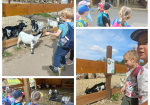 Kolaż zdjęć dzieci oglądających zwierzęta w mini zoo
