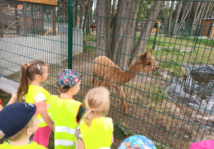 Dzieci obserwują alpakę