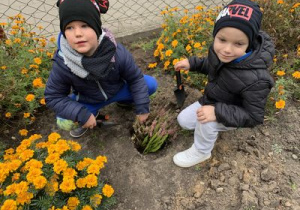 Chłopcy sadzą wrzosy na rabacie w ogrodzie przedszkolnym