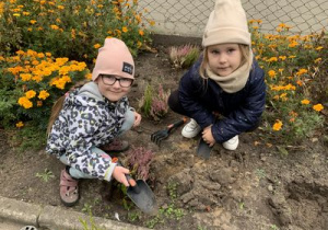 Dziewczynki sadzą wrzosy na rabacie w ogrodzie przedszkolnym