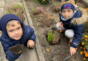 Chłopcy sadzą wrzosy na rabacie w ogrodzie przedszkolnym