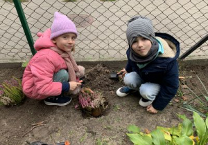Dziewczynka i chłopiec sadzą wrzosy na rabacie w ogrodzie przedszkolnym