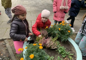 Dziewczynki sadza wrzosy w "Misiowym Ogródku" przed przedszkolem