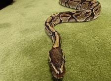 Wąż zbożowy na dywanie w sali przedszkolnej
