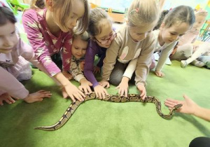 Dziewczynki delikatnie głaszczą węża zbożowego