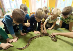 Chłopcy delikatnie głaszczą węża zbożowego