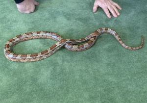 Wąż zbożowy na dywanie w sali przedszkolnej