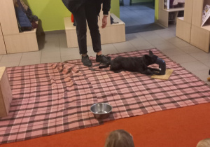 Pies Henio wyczuwa zapach w specjalnej zabawce