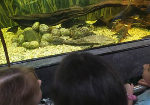 Dzieci obserwują ryby w akwarium.