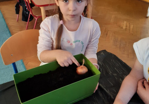 Dziewczynka sadzi cebulę do ziemi w doniczce