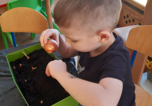 Chłopiec sadzi cebulę do ziemi w doniczce