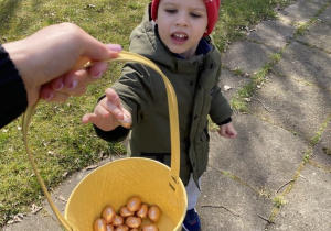 Chłopiec wrzuca do koszyczka odszukane w ogrodzie pisanki