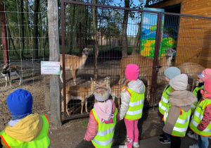 Dzieci obserwują zwierzęta w mini Zoo