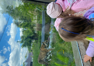 dzieci oglądają tygrysa w zoo