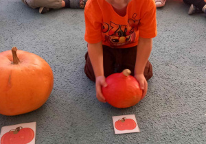 Chłopiec dokłada dynię do odpowiedniego obrazka