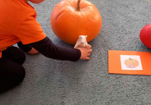 Chłopiec kładzie pluszowego szczurka przed dynią