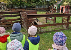 Dzieci oglądają zwierzątka w zagrodzie