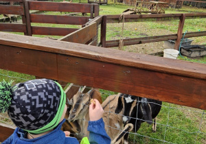 Chłopiec karmi kozy