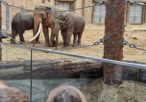 Dzieci oglądają słonie indyjskie