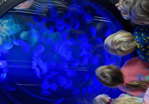 Dzieci oglądają meduzy pochodzące z Oceanu Atlantyckiego