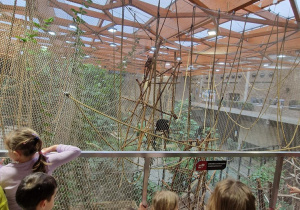 Dzieci oglądają rodzinę małp