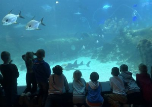 Kilkoro dzieci stoi przed olbrzymim akwarium i ogląda ryby.