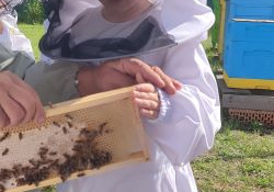 Dziecko ubrane w kombinezon trzyma w ręku ramkę z plastrem miodu, po której chodzą pszczoły