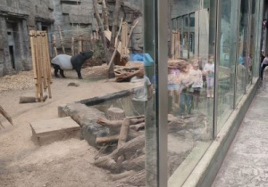 Tapir za przezroczystą szybą