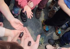 Dzieci oglądają chrząszcze. Jedno z dzieci bierze chrząszcza w rękę