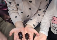 Dziecko trzyma na rozłożonych dłoniach dwa chrząszcze