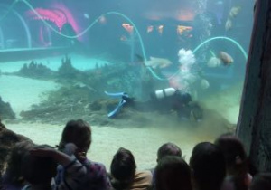 Grupka dzieci obserwuje nurka czyszczącego dno akwarium z rekinami, płaszczkami i innymi rybami