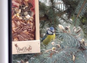 Nasi skrzydlaci przyjaciele