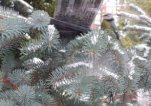 Widok zza okna - na gałęzi jodły wisi karmnik z nasionami dla ptaków. Obok siedzi sikorka.