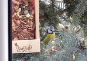 Widok zza okna - na gałęzi jodły wisi karmnik z nasionami dla ptaków. Obok siedzi sikorka.