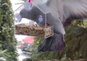 Widok zza okna - przymocowany do szyby wisi karmnik z nasionami dla ptaków. Z karmnika wyjada nasiona gołąb.