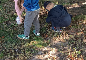 dzieci zbierają kasztany ukryte w trawie